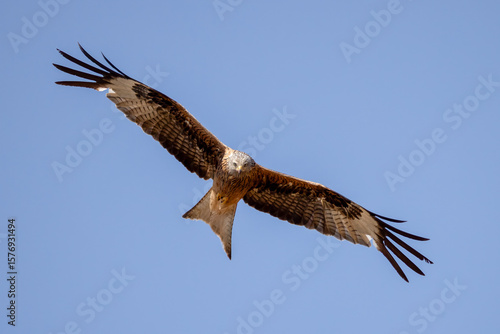 a red kite flies in the blue sky