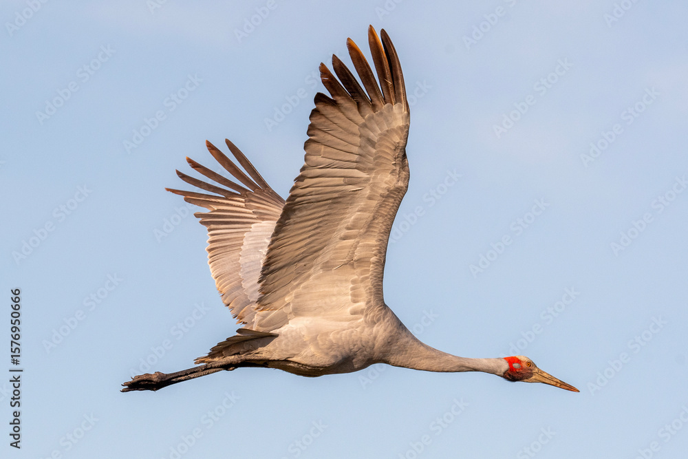 Obraz premium Brolga (Antigone Rubicunda)