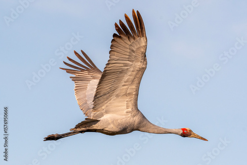 Brolga (Antigone Rubicunda)