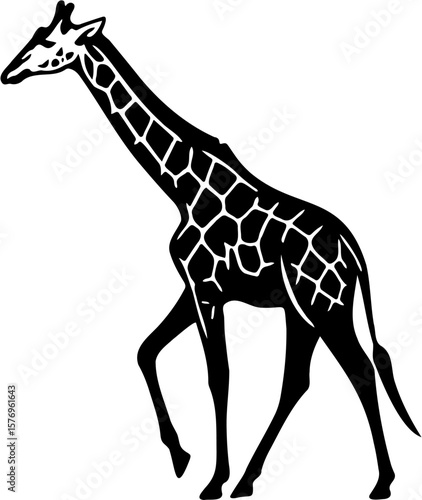 giraffe vector illustration, isolated on white