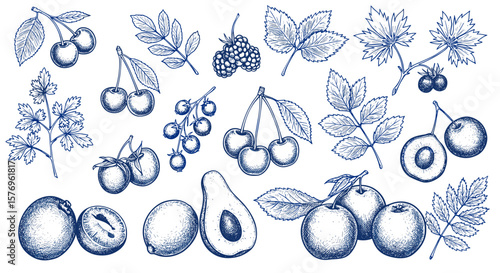 Hand drawn collection of fruits and leaves in vintage engraving style