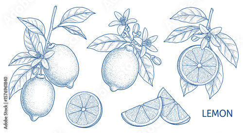 Elegant botanical lemon design featuring detailed sketches of lemons, leaves, and blossoms