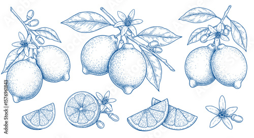 Hand drawn lemons with blossoms: detailed citrus fruit sketch collection