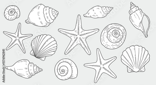 Hand drawn seashell and starfish collection on a light background
