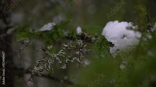 A beautiful and serene winter nature scene showcasing snow and lichen adorning branches gracefully