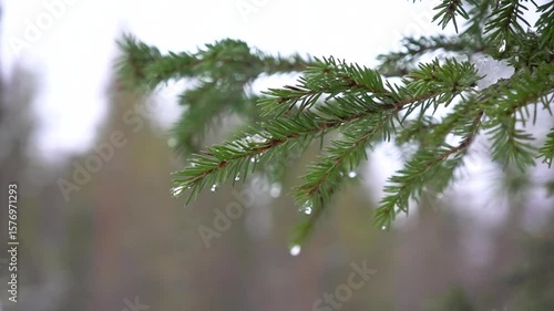 In the beautiful light of early morning, a dewy evergreen branch captures everyones attention
