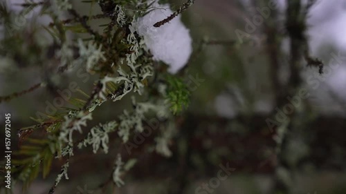 A Serene Forest CloseUp featuring Beautiful Snowy Moss in Exquisite Detail and Texture