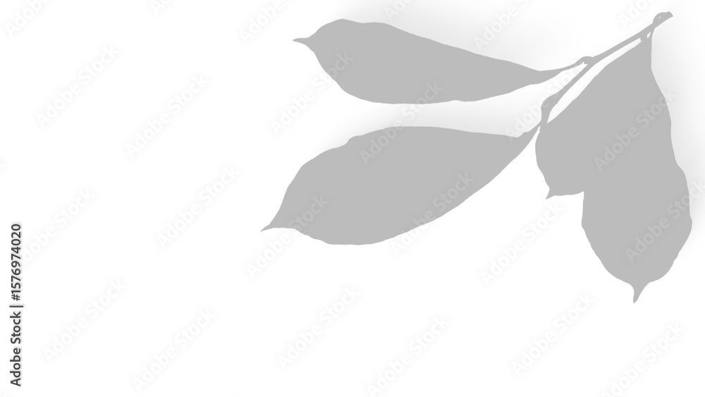 Obraz premium shadow Green leaves on a branch isolated on transparent background in nature