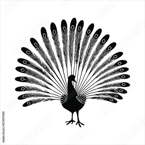 Peacock displays its magnificent feathers in a stunning display, isolated on white background