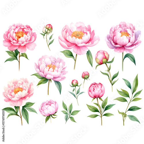 Wallpaper Mural Watercolor Peony Flowers Clip Art on White Background  Torontodigital.ca