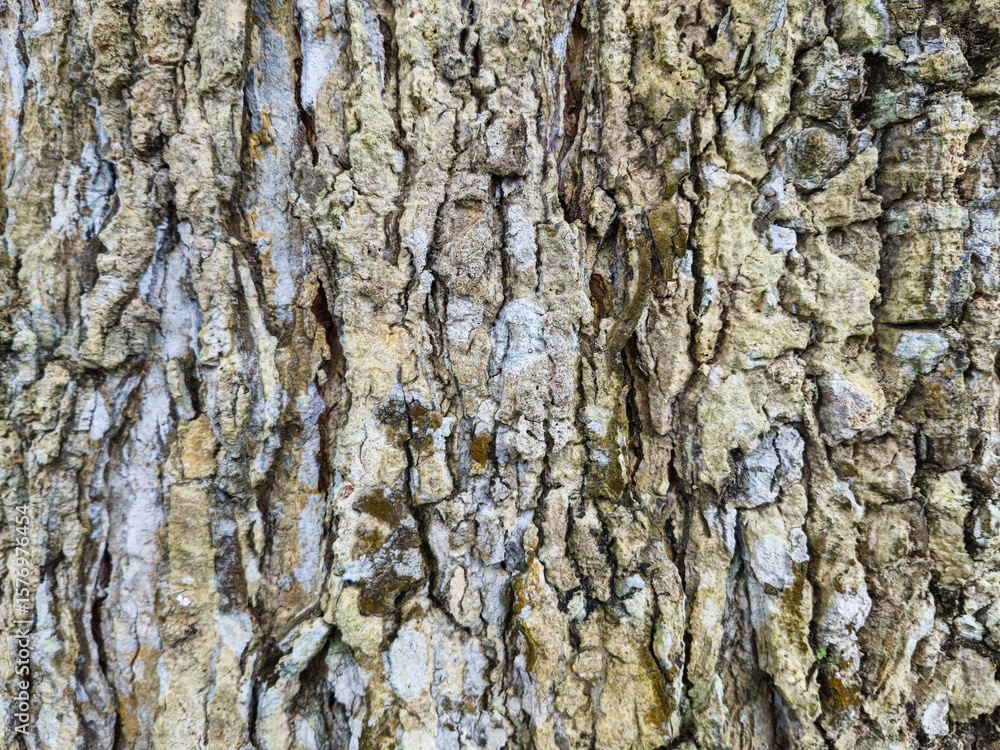 Fototapeta premium Closeup of peeling tree bark. Texture of the bark of an old tree