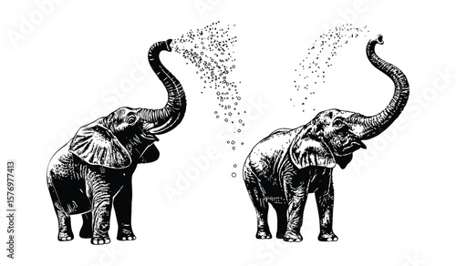 Elephant bull and rhino animal skull illustration on white background