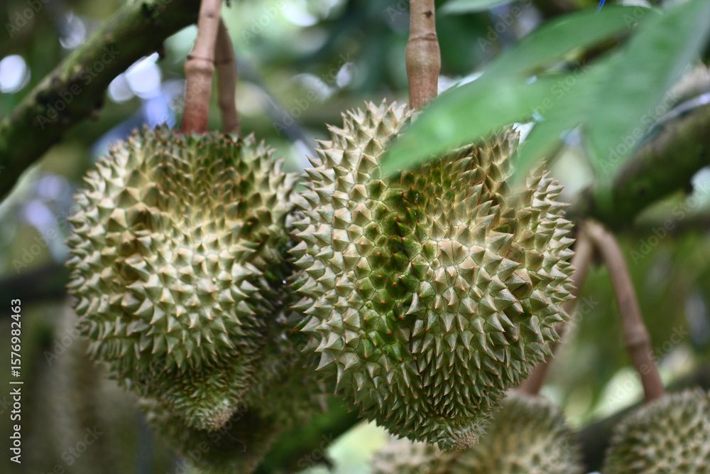 durian fruit in thailand
Durian farm
Durian plantation
Durian varieties
Thai durian
Durian aroma durian fruit in thailand
Durian farm
Durian plantation
Durian varieties
Thai durian
Durian aroma