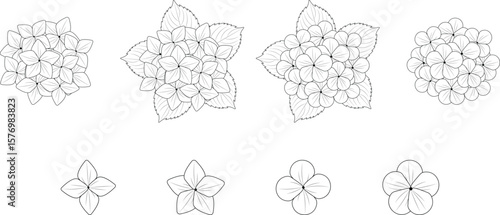 Set of hydrangea flowers - line art vector illustration.