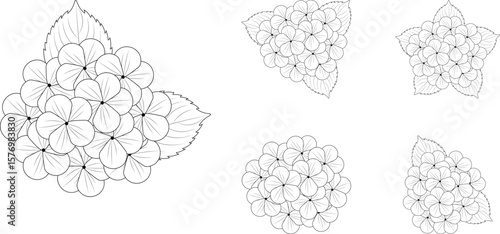 Outline vector illustration of hydrangea flowers.