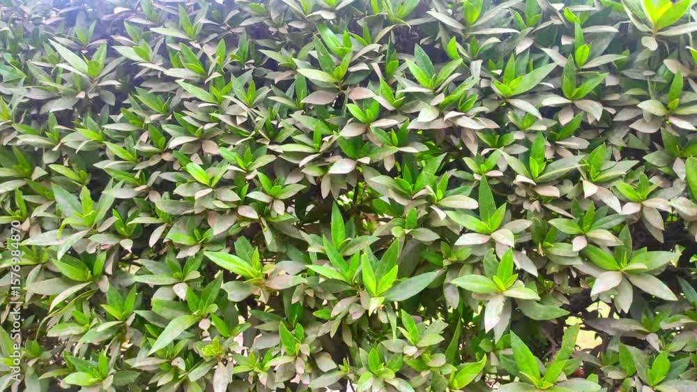green leaves of a tree For background , Close-up of some Green leaves , Green Leaf green leaves of a tree For background , Close-up of some Green leaves , Green Leaf