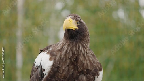 Portrait of majestic Stellers sea eagle with large yellow beak and intense eyes, standing proudly against blurred forest background