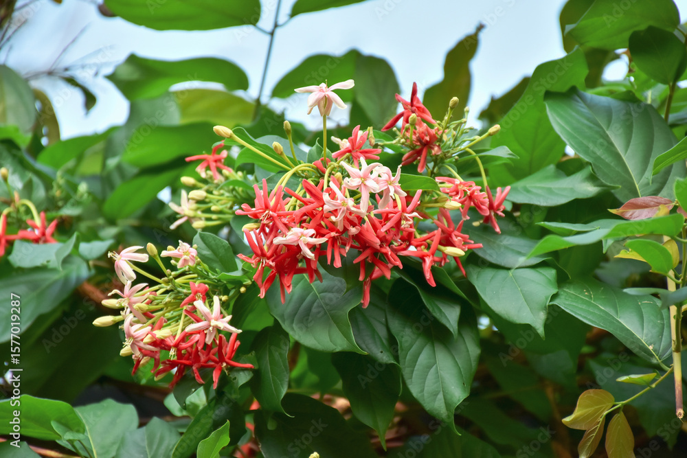 Obraz premium Pink Bouquet of Quisqualis Indica flower is ivy flower, they have buds and blooming. when in bud state had white color and then in full bloom have light pink and dark pink. 