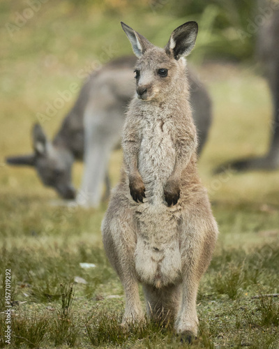 A young kangaroo with a curious and calm expression. A charming capture of Australian wildlife in its peaceful habitat.

