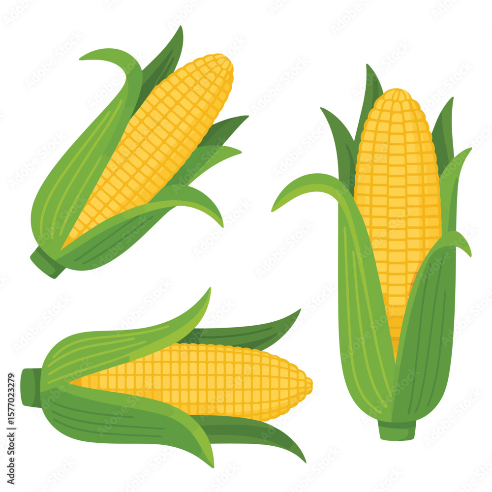 Obraz premium Three fresh yellow corn cobs with green husks isolated on white background