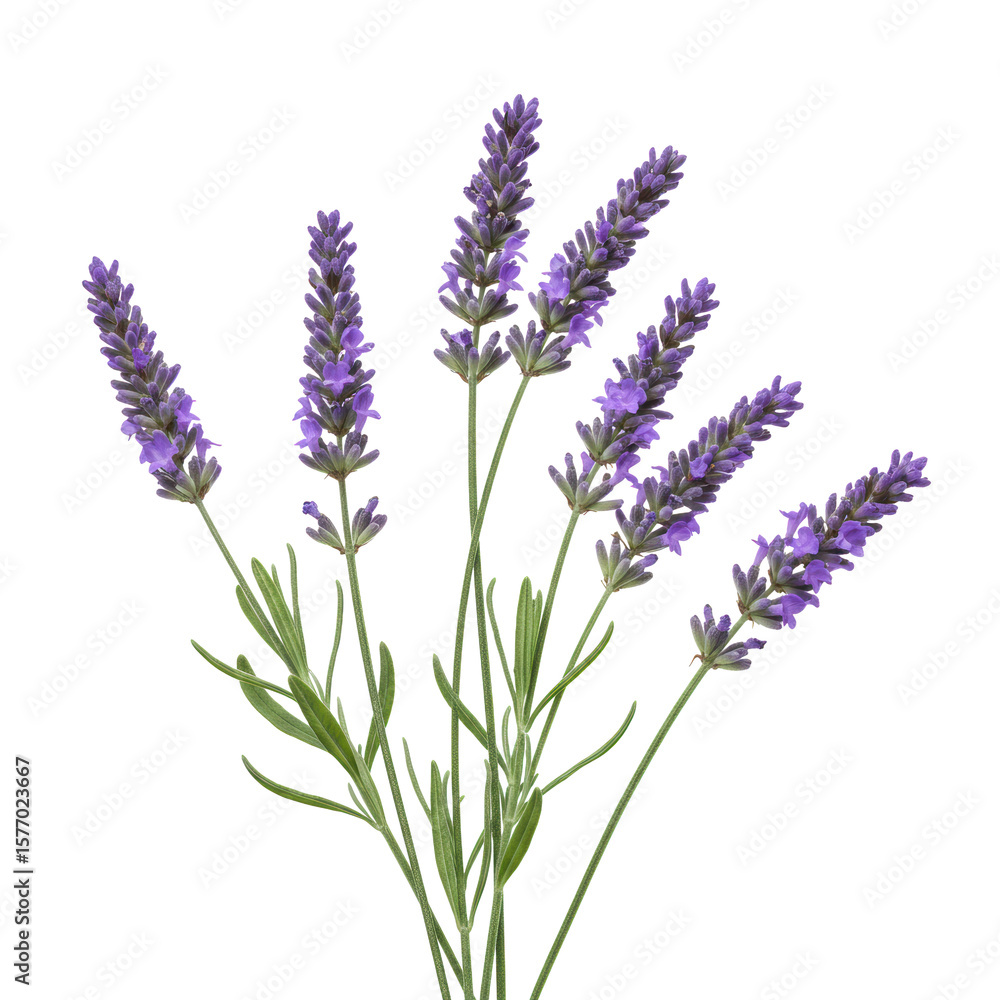Fototapeta premium delicate sprigs of vibrant purple lavender flowers with densely packed florets and slender green leaves, expertly photographed on a sterile transparent isolated background with soft, shadowless
