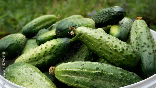 There are many freshly picked cucumbers in a bucket in the garden. Close-up. Growing and harvesting cucumbers. Organic vegetables in a healthy diet.