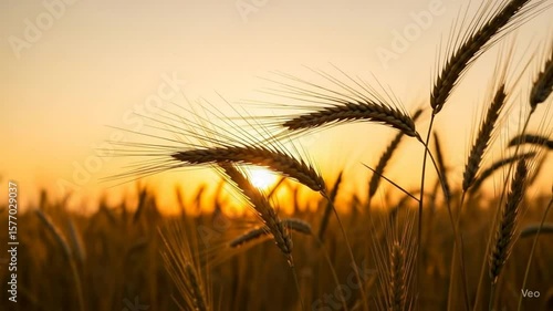Wheat Field at Sunset Close Up Golden Hour Nature