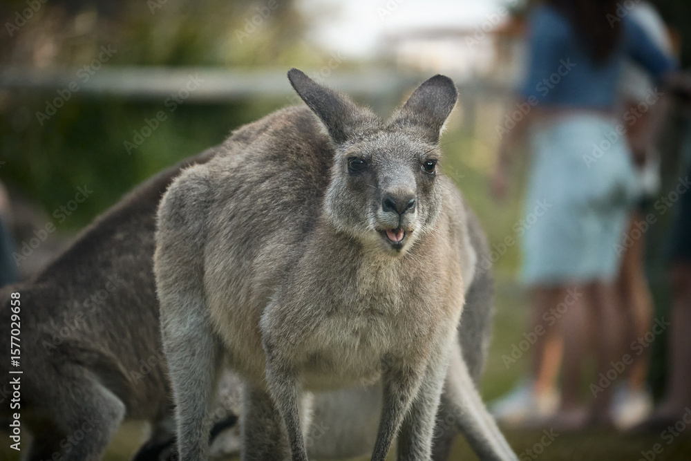Fototapeta premium close-up portrait of an eastern grey kangaroo in its natural forest environment in australia. captured in golden light, showing detail and expression.