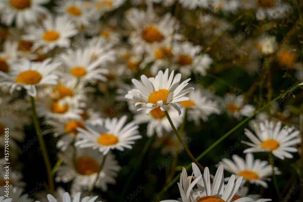 Obraz premium Blooming white daisies with yellow centers in summer meadow