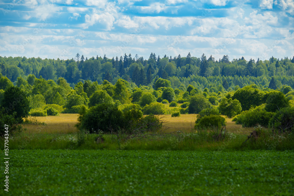 Fototapeta premium Green crop field and distant forest under cloudy summer sky