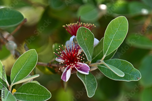 フェイジョアの花