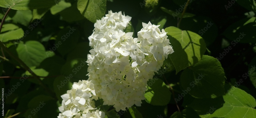 A white Hydrangea, leaves in the background A white Hydrangea, leaves in the background