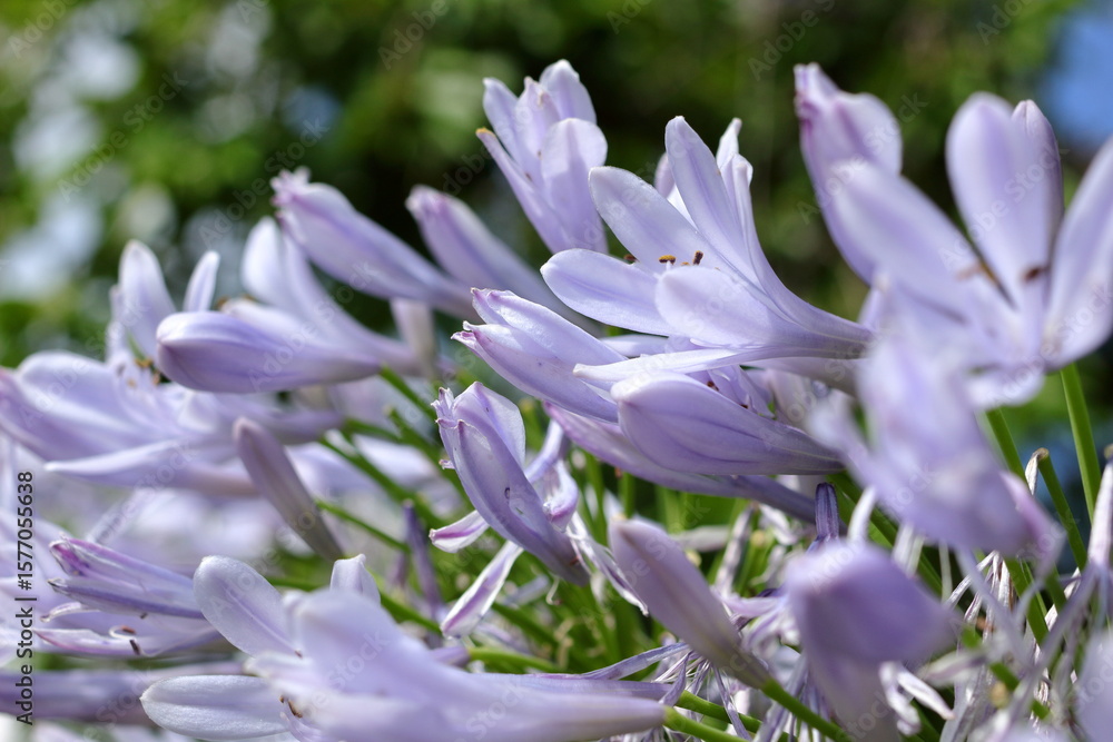 Fototapeta premium 夏に咲く涼し気な色の花