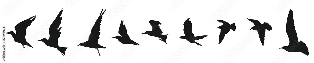 Fototapeta premium Set flying bird silhouettes side view vector illustration.