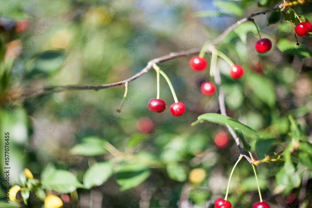 red cherries on a tree red cherries on a tree