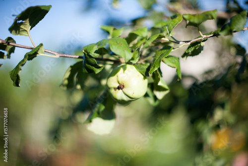 Wallpaper Mural green apples on an apple tree on a sunny day Torontodigital.ca