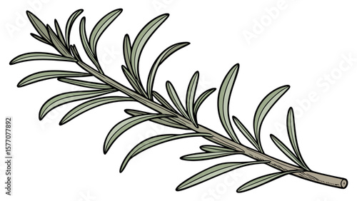 Rosemary herb plant sprig illustration for cooking recipes and aromatherapy design element vector graphics