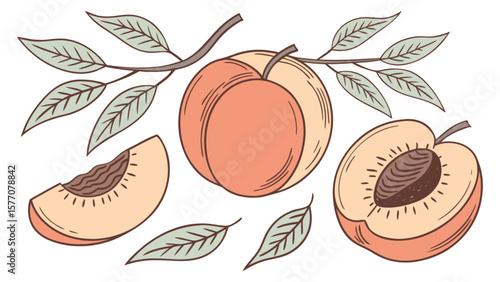 Fresh peach fruit drawing vector illustration with slice half and leaves for summer food design art 100