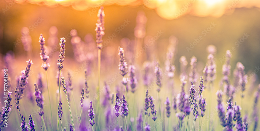 Naklejka premium Majestic blooming lavender flowers closeup with vivid colorful tones in peaceful summer landscape, calm natural romantic background with vibrant purple field and inspiring gorgeous floral scenic