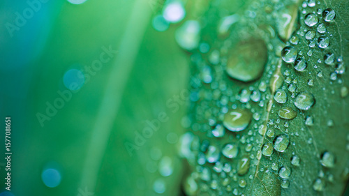 Billede på lærred Amazing macro water drops green leaf sunlight soft blur blue green tones peaceful botanical texture calm background stunning inspirational nature closeup freshness natural foliage detail