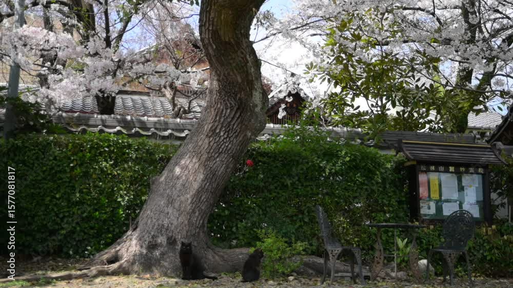 頂妙寺でお花見をする地域猫 (京都府京都市) 頂妙寺でお花見をする地域猫 (京都府京都市)