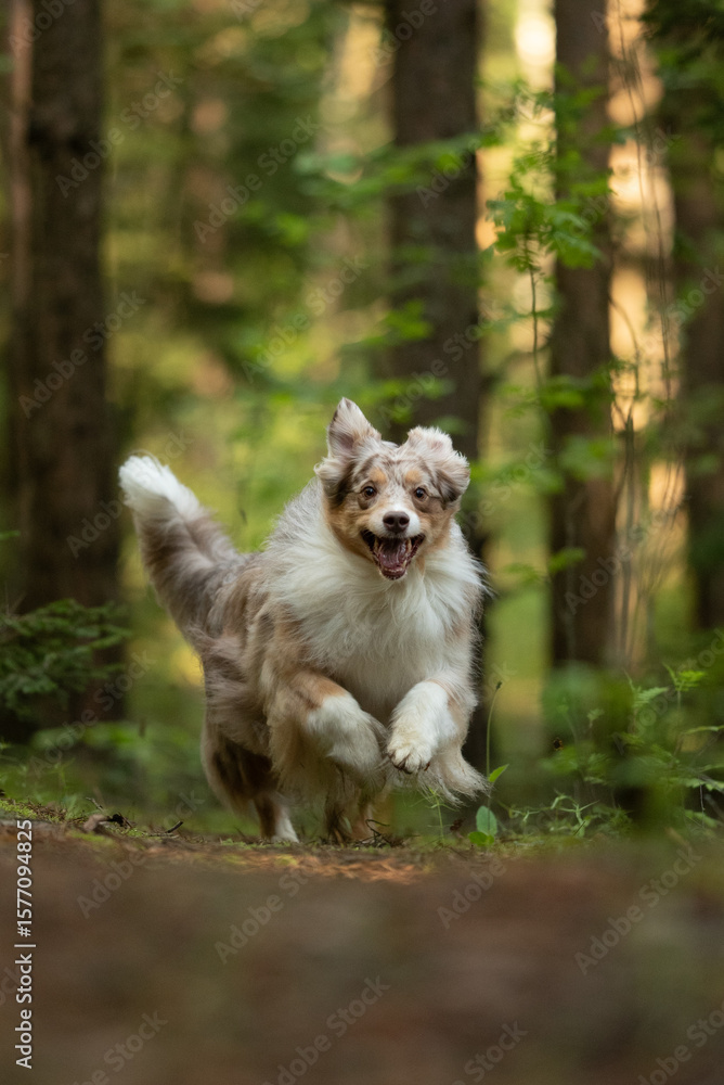 Obraz premium An energetic red merle Australian Shepherd is joyfully running through a green forest. The dog's fur is fluffy, and it appears to be enjoying its time outdoors during summer
