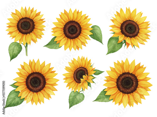 Six watercolor sunflowers with green leaves isolated on transparent background
