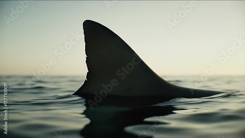 Shark Fin Silhouette Cutting Through Calm Ocean Waters Reflecting Sky in Serene Natural Seascape