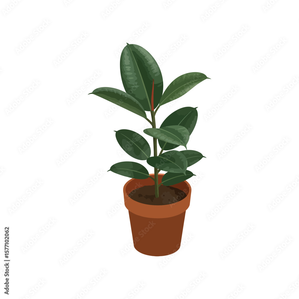 Obraz premium A vibrant green rubber plant in a terracotta pot on a white background.