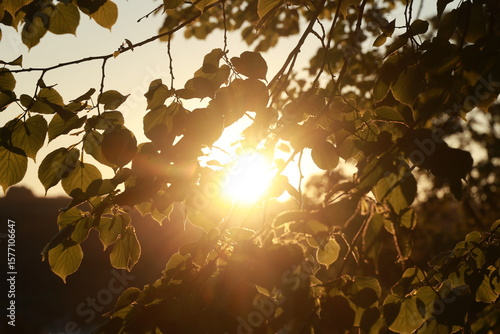 A tree with leaves and a sun shining through it