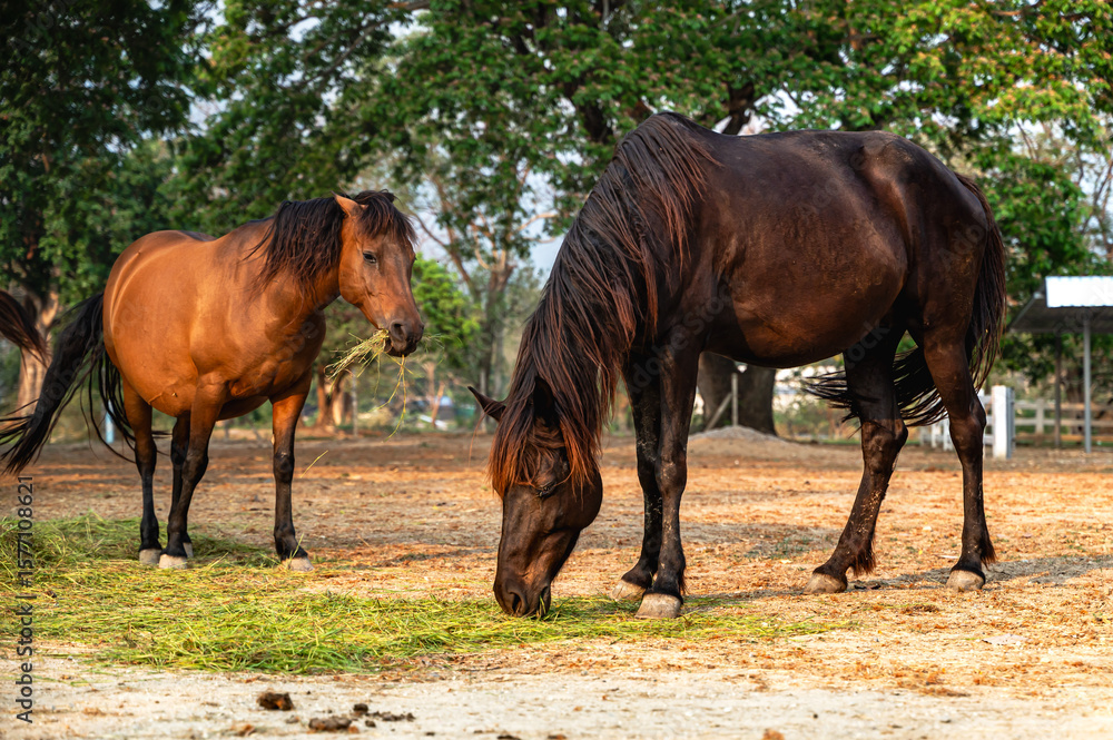 Fototapeta premium Horses enjoy life in outdoor domestic horse farm