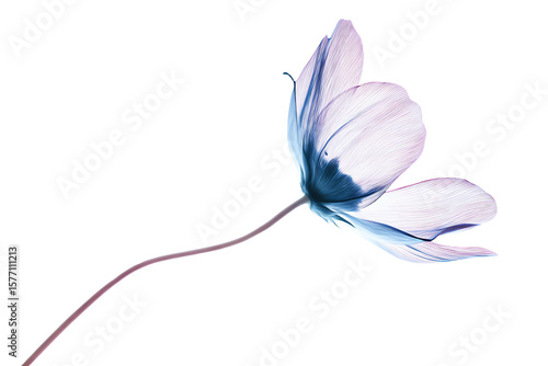 a single flower with a stem on a white background