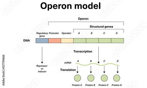 Operon Model: Gene Regulation and Expression Pathway Vector Illustration
