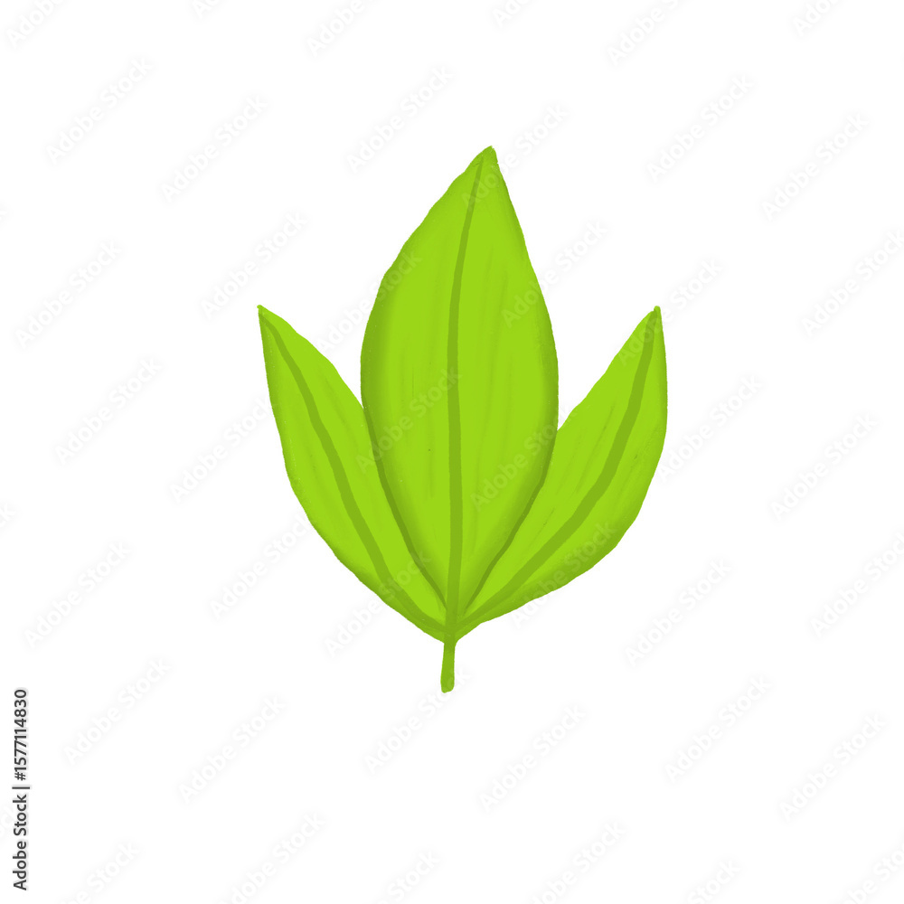Fototapeta premium Hand Drawn Green Three-Leaf Botanical Illustration - Clipart